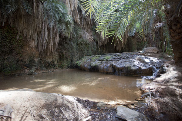 Terjit oasis
